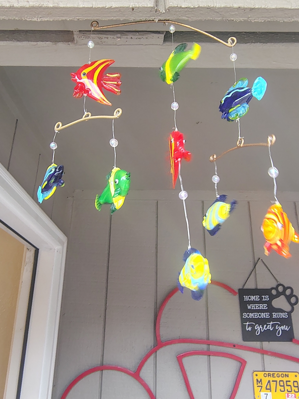 Glass Fishes